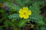 Die Wirkungen von Tribulus terrestris